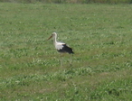 Animals - Stork